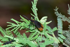 Trichalus apiciflavus