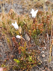 Wahlenbergia pygmaea