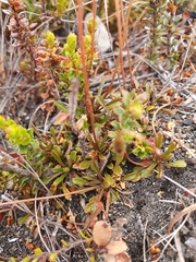 Wahlenbergia pygmaea