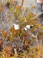 Wahlenbergia pygmaea
