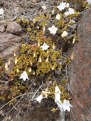 Wahlenbergia pygmaea