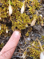 Wahlenbergia pygmaea