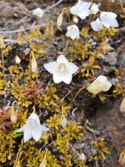 Wahlenbergia pygmaea