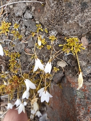 Wahlenbergia pygmaea