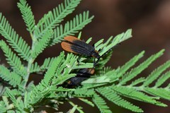 Trichalus apiciflavus