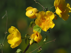 Cochlospermum