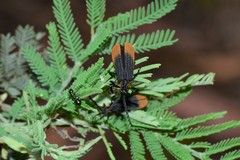 Trichalus apiciflavus