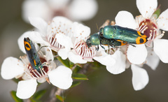 Castiarina ocelligera