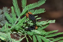 Trichalus apiciflavus