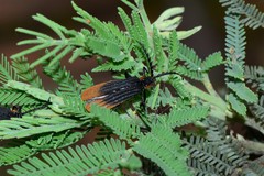 Trichalus apiciflavus