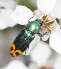 Castiarina ocelligera