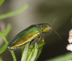 Melobasis propinqua porteri
