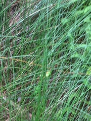 Machaerina teretifolia