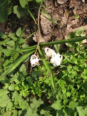 Hyacinthus orientalis