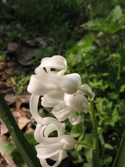 Hyacinthus orientalis
