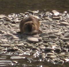 Myocastor coypus
