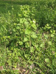 Alliaria petiolata
