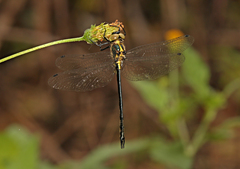 Micromidia atrifrons