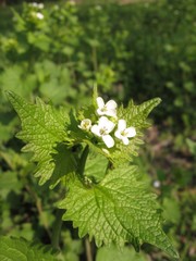 Alliaria petiolata