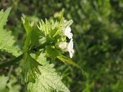 Alliaria petiolata