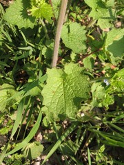 Alliaria petiolata
