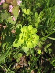 Euphorbia helioscopia