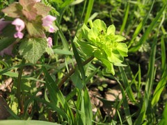 Euphorbia helioscopia