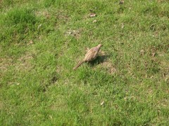 Phasianus colchicus