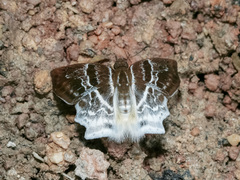 Odontoptilum pygela