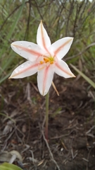 Cyrtanthus loddigesianus