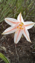 Cyrtanthus loddigesianus