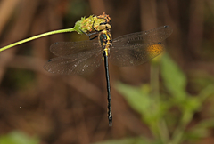 Micromidia atrifrons