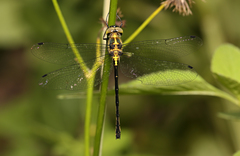 Micromidia atrifrons