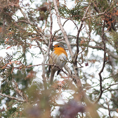 Erithacus rubecula