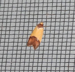 Heteroteucha kershawi