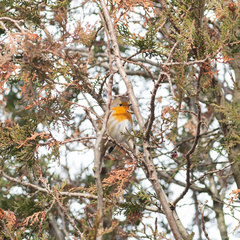 Erithacus rubecula