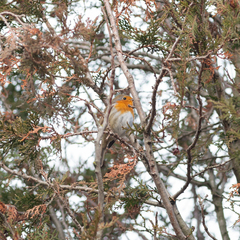 Erithacus rubecula