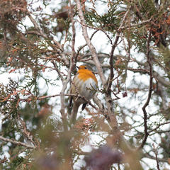 Erithacus rubecula