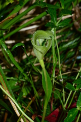Pterostylis oreophila