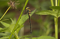 Micromidia atrifrons