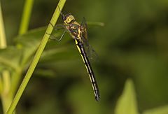 Micromidia atrifrons