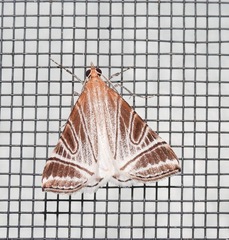 Phrataria transcissata