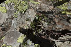 Lomatocarum alpinum