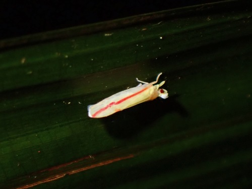 Megatropis coccineolinea observed 2020-12-30