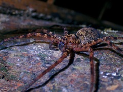 Heteropoda lunula