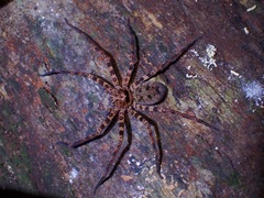 Heteropoda lunula