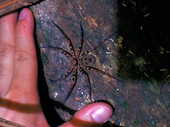 Heteropoda lunula