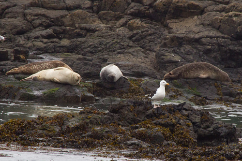 Common Seal