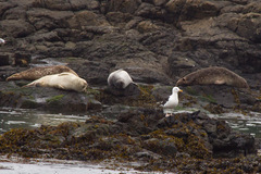 Common Seal