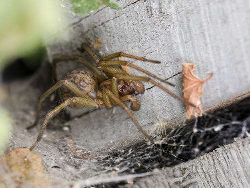 Hobo spider